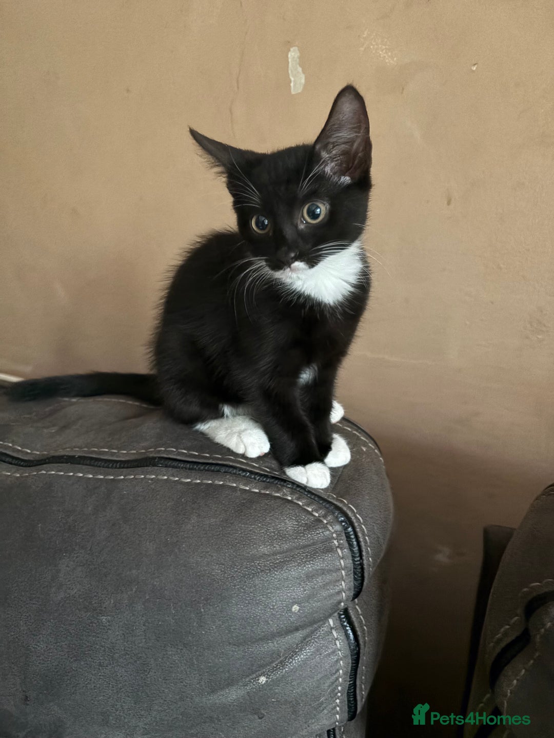 Mixed Breed cats for sale: 4 kittens seeeking forever home only   - Image 8