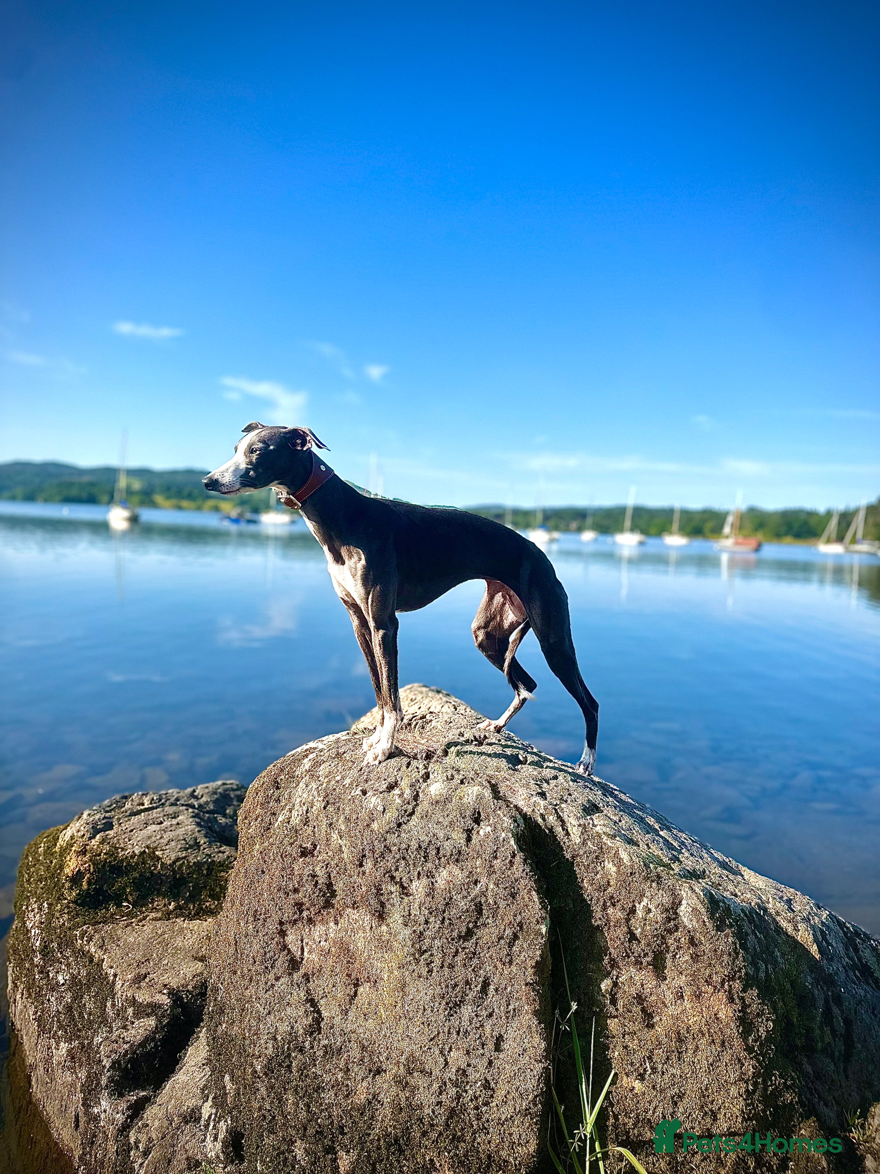 Denebridge Oopsa Daisy