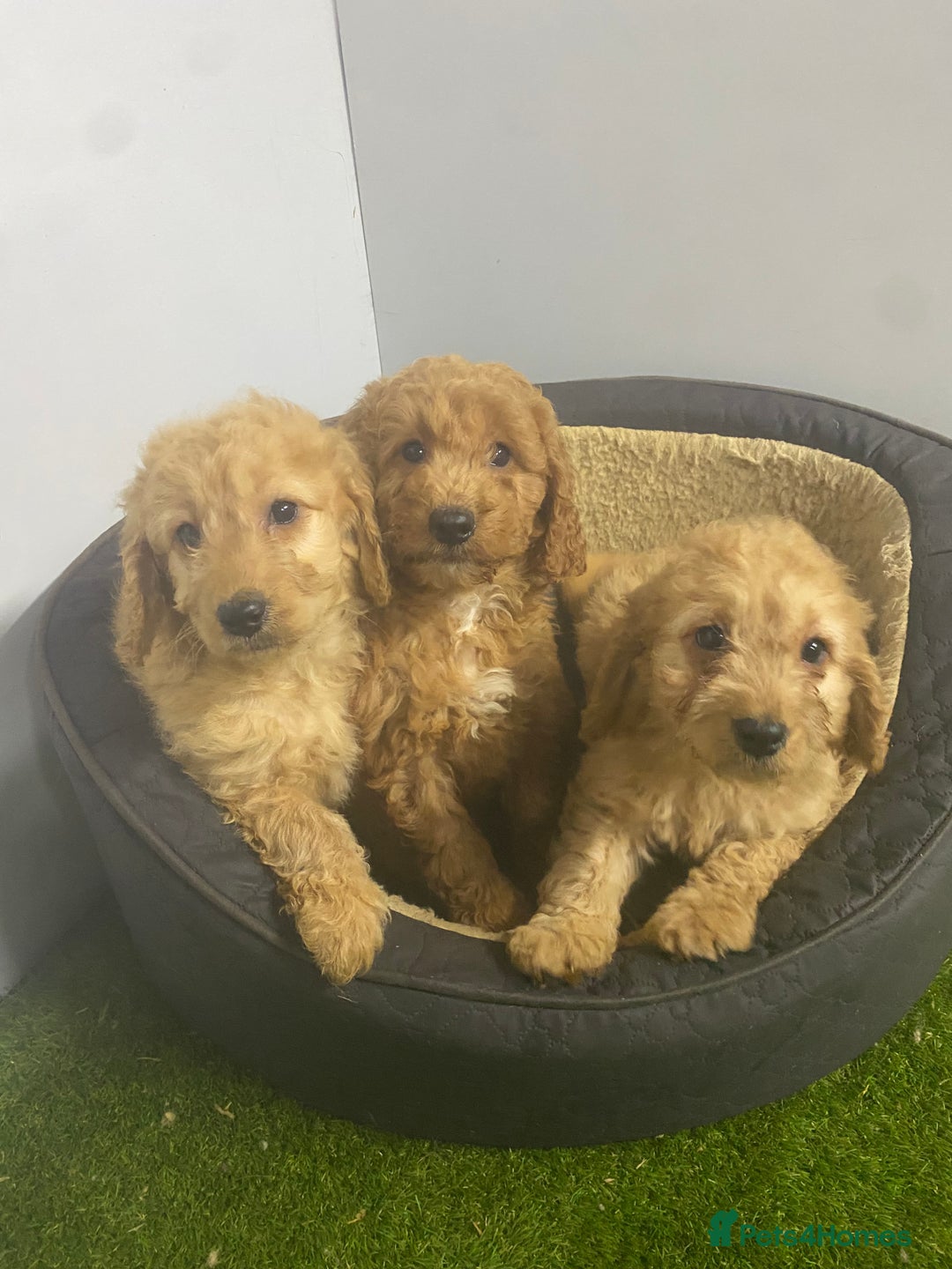 Cockapoo dogs for sale: Beautiful 8 week old cockapoo puppies - Advert 2