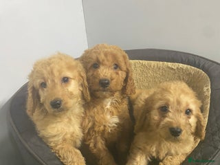 Cockapoo dogs Beautiful 8 week old cockapoo puppies - Advert 1
