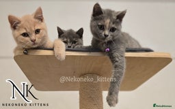British Shorthair cats for sale: ❗️❗️2 LEFT❗️❗️CHUNKY ADORABLE FLUFF BALLS in Ilkeston - Image 14