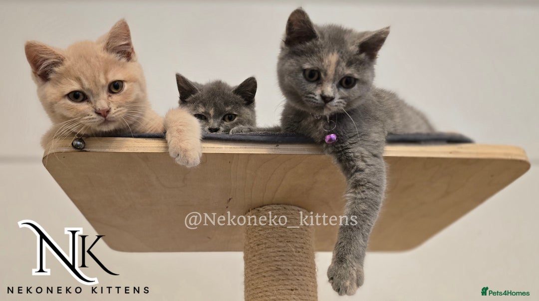 British Shorthair cats for sale: ❗️❗️2 LEFT❗️❗️CHUNKY ADORABLE FLUFF BALLS in Ilkeston - Image 14