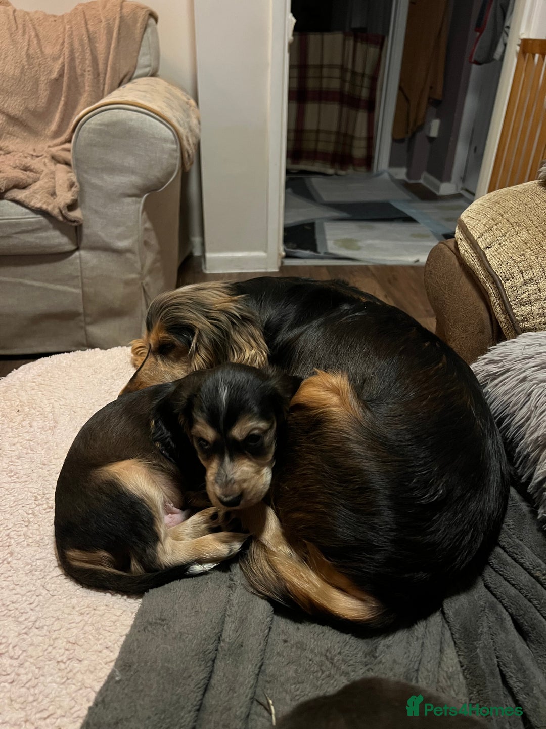 Cocker Spaniel dogs for sale: Show type cocker spaniel puppies - Advert 2