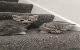 British Shorthair cats for sale: BSH cross kittens - Advert 12