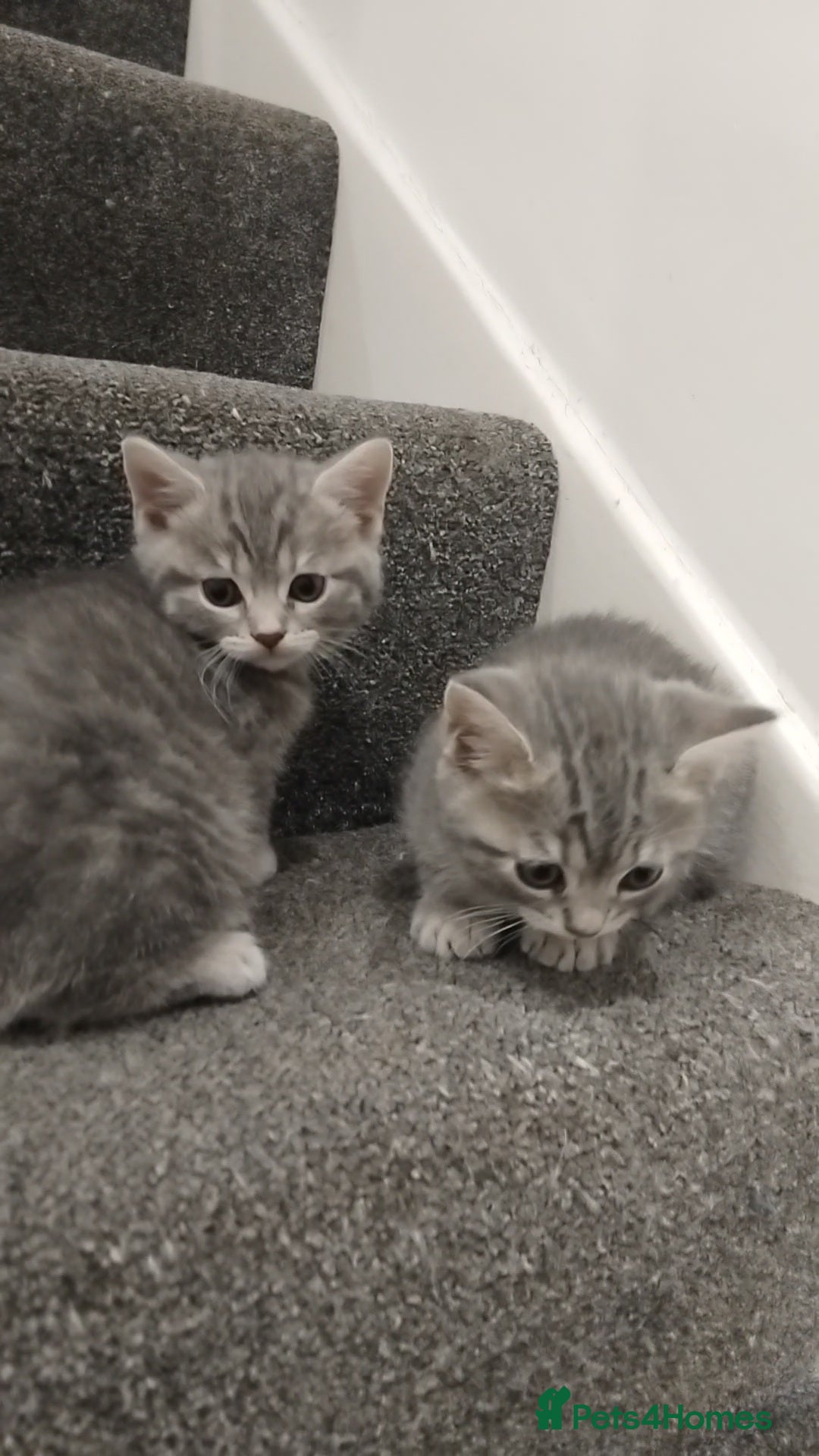 British Shorthair cats for sale: BSH cross kittens - Advert 12