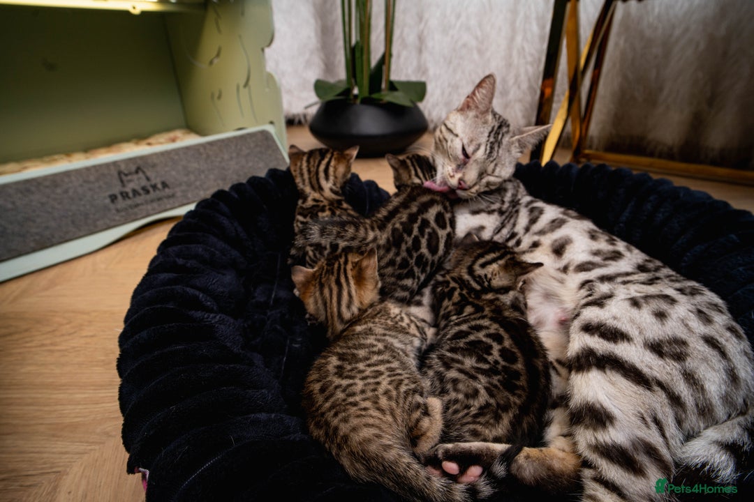Bengal cats for sale: Bailey-TICA Bengal Girl, Excellent Genetic & Look - Image 18