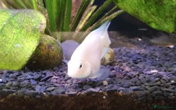 Other/Mixed Breed fish for sale: Blue Texas Cichlid & Platinum Polar Parrot Cichlid - Image 8