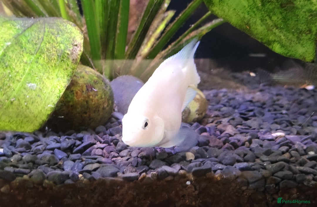 Other/Mixed Breed fish for sale: Blue Texas Cichlid & Platinum Polar Parrot Cichlid - Image 8