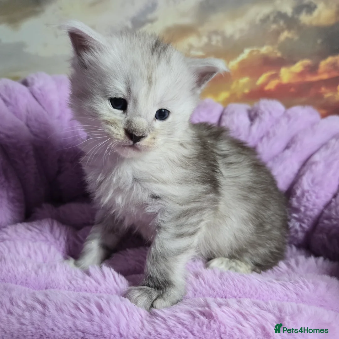 Maine Coon cats for sale: Stunning Maine Coon kittens - Advert 1