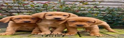 Labrador Retriever dogs for sale: KC Reg Fox Red/Yellow Labrador Pups Health Tested  - Advert 5
