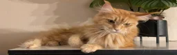 Maine Coon cats for sale: GCCF Main Coon Kittens looking for forever homes - Advert 13