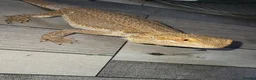 Bearded Dragon reptiles for sale: Bearded dragon and full set up  - Advert 2