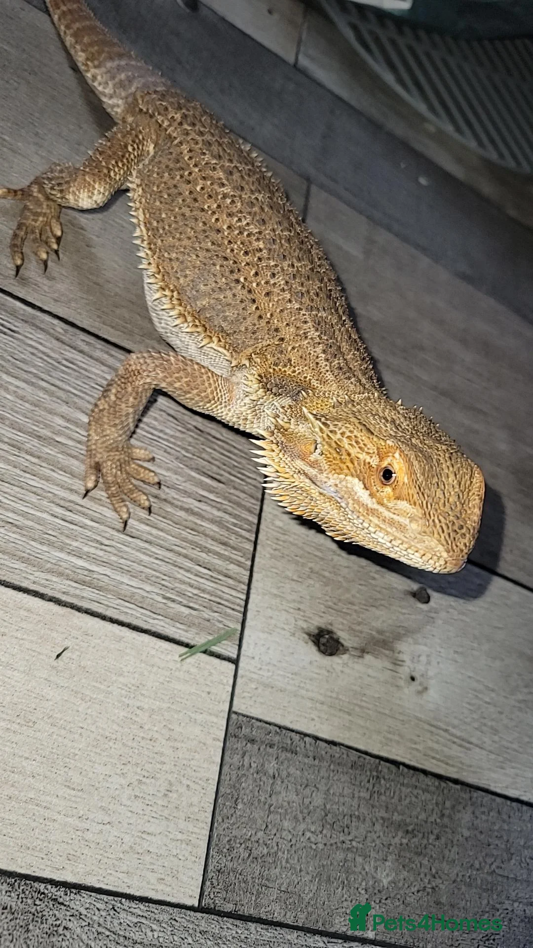 Bearded Dragon reptiles for sale: Bearded dragon and full set up  - Advert 2