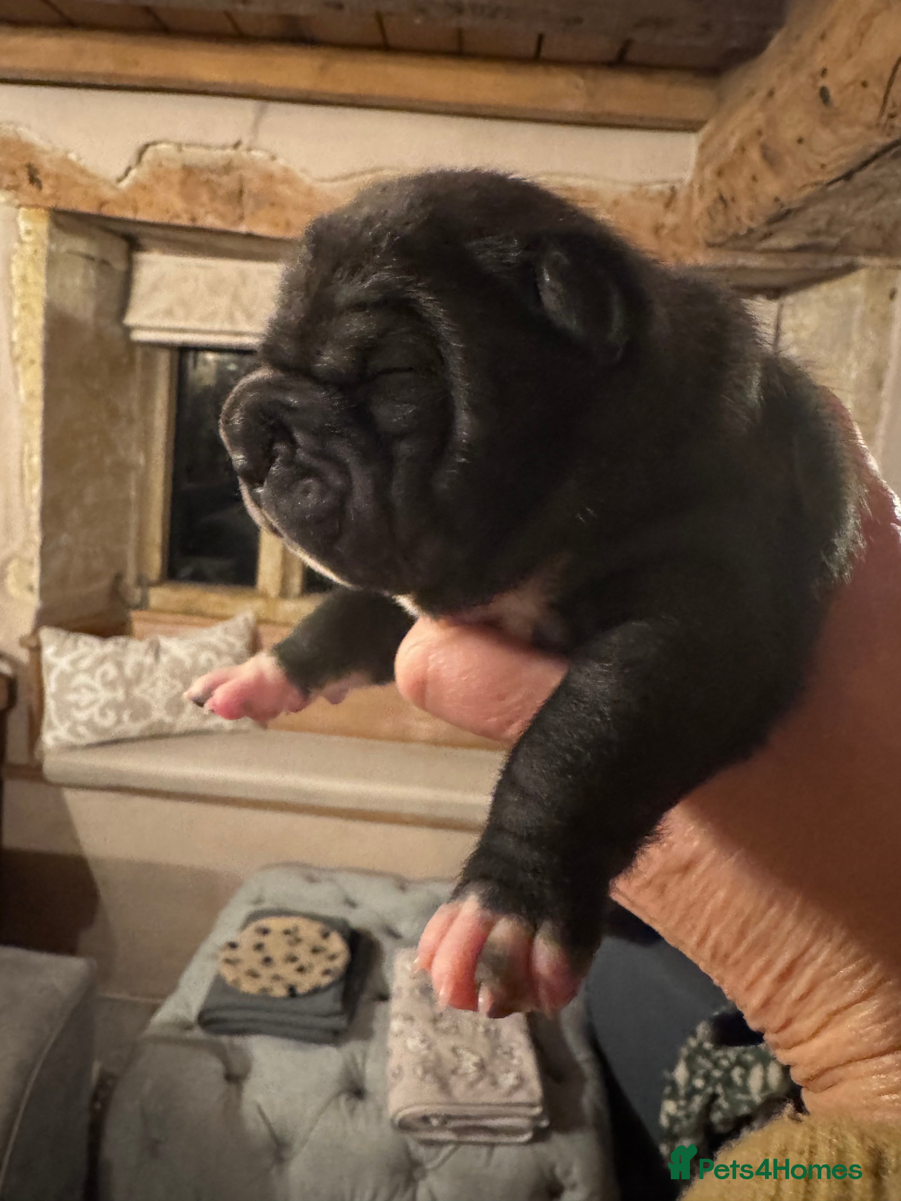 Shar Pei dogs Stunning Bullpei Puppies (Sharpei/English Bulldog) - Advert 15