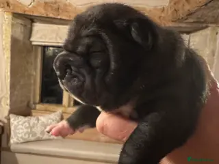 Shar Pei dogs Stunning Bullpei Puppies (Sharpei/English Bulldog) - Advert 15