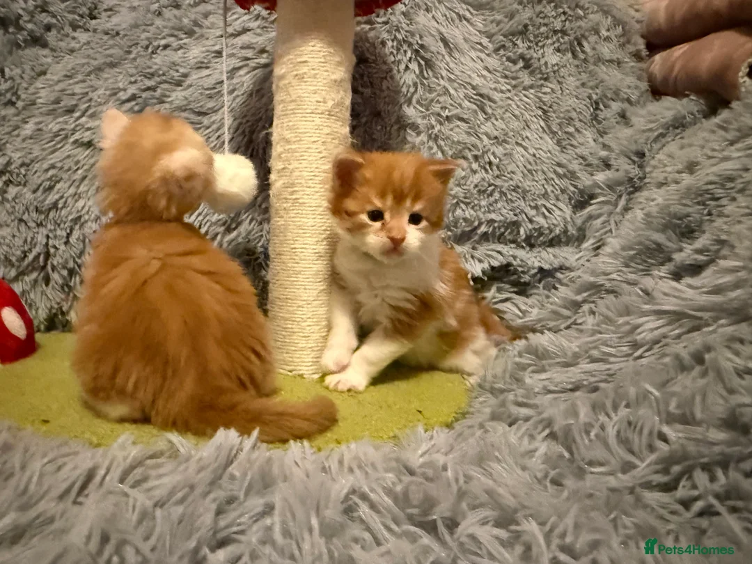 Maine Coon cats for sale: Maine coon kittens reds stunning pedigree’s  - Advert 15