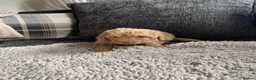 Cockapoo dogs for sale: f1b miniature dna health tested cockerpoos  - Advert 24
