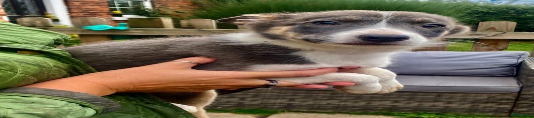 Border Collie Puppy 2