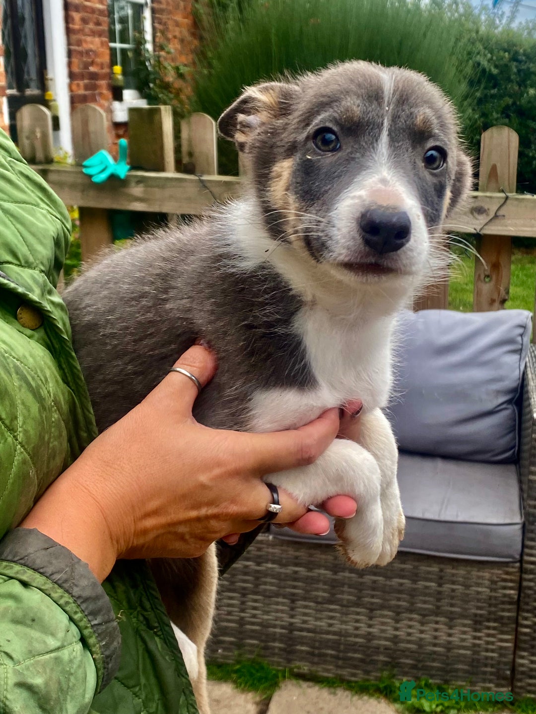 Border Collie dogs for sale: Border collie puppies - Image 7