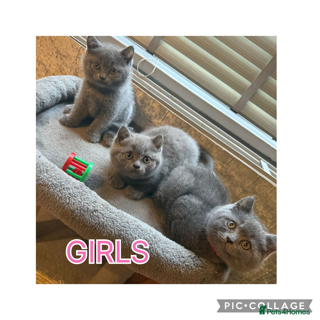 British Shorthair cats for sale: British short hair kittens  - Image 2