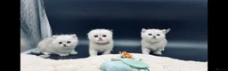 Scottish Fold cats for sale: TICA-Registered Scottish Straight/Fold Kittens - Advert 3