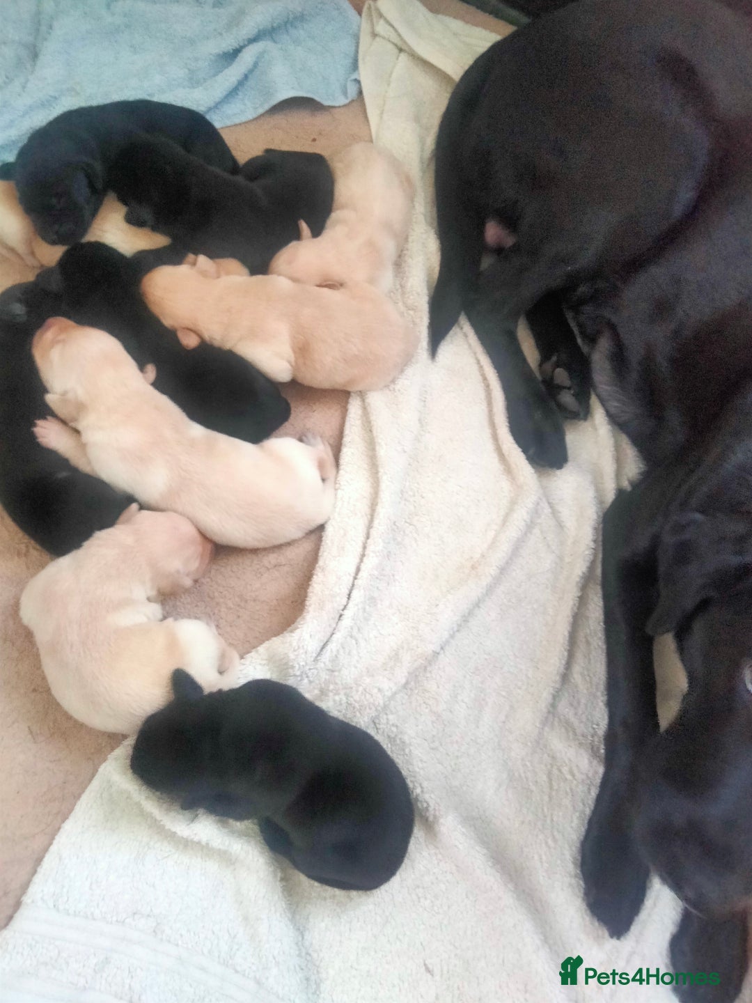 Labrador Retriever dogs for sale: KC Registered Labrador Retriever Puppies in Ross-on-Wye - Image 5