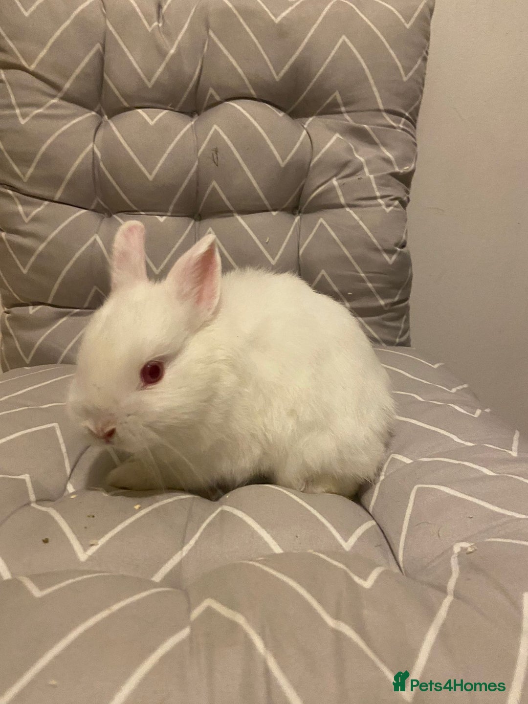 Netherland Dwarf rabbits for sale: 3 Netherlands dwarf rabbit 6weeks one 11 weeks   - Advert 4