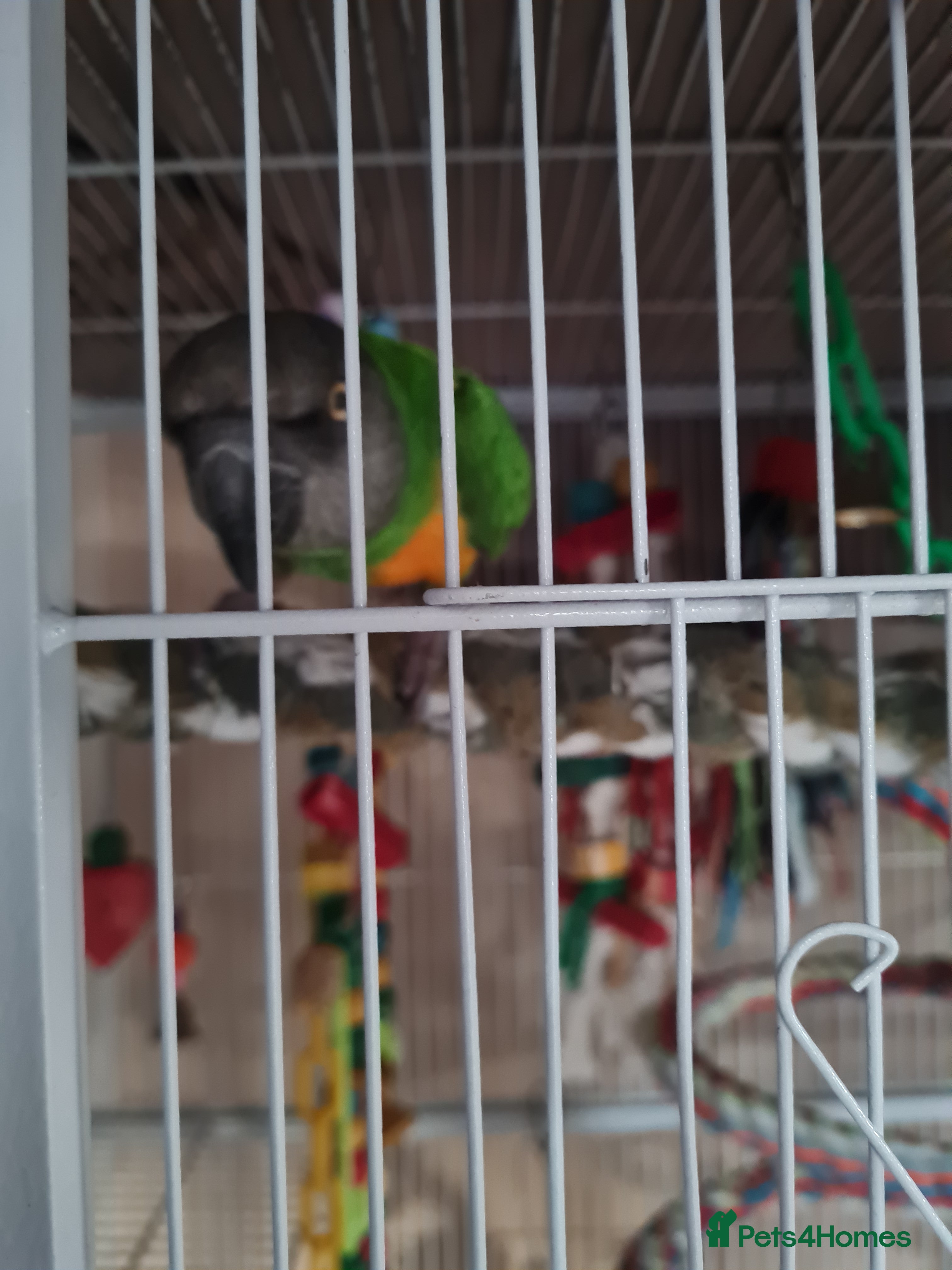 Parrots birds Senagalese Parrot - Advert 13