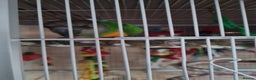 Parrots birds for sale: Senagalese Parrot - Advert 1