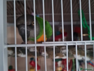 Parrots birds Senagalese Parrot - Advert 1