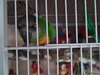 Parrots birds Senagalese Parrot - Advert 19