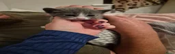 Mixed Breed cats for sale: Playful kittens - Advert 9