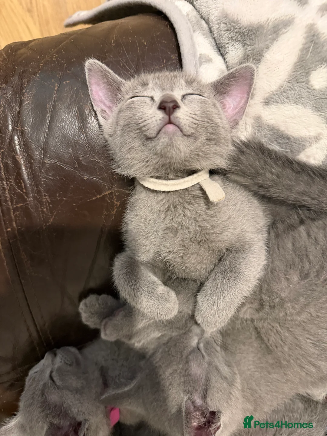 Russian Blue cats for sale: Russian blue TICA registered kittens  - Advert 35