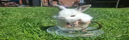Dwarf Lop rabbits for sale: Dwarf Lop Baby Rabits in Wetherby - Advert 3