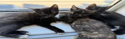 Mixed Breed cats for sale: 6 lovely kittens looking home - 🩷3 girls 🩵3 boys in Sutton-in-Ashfield - Advert 8