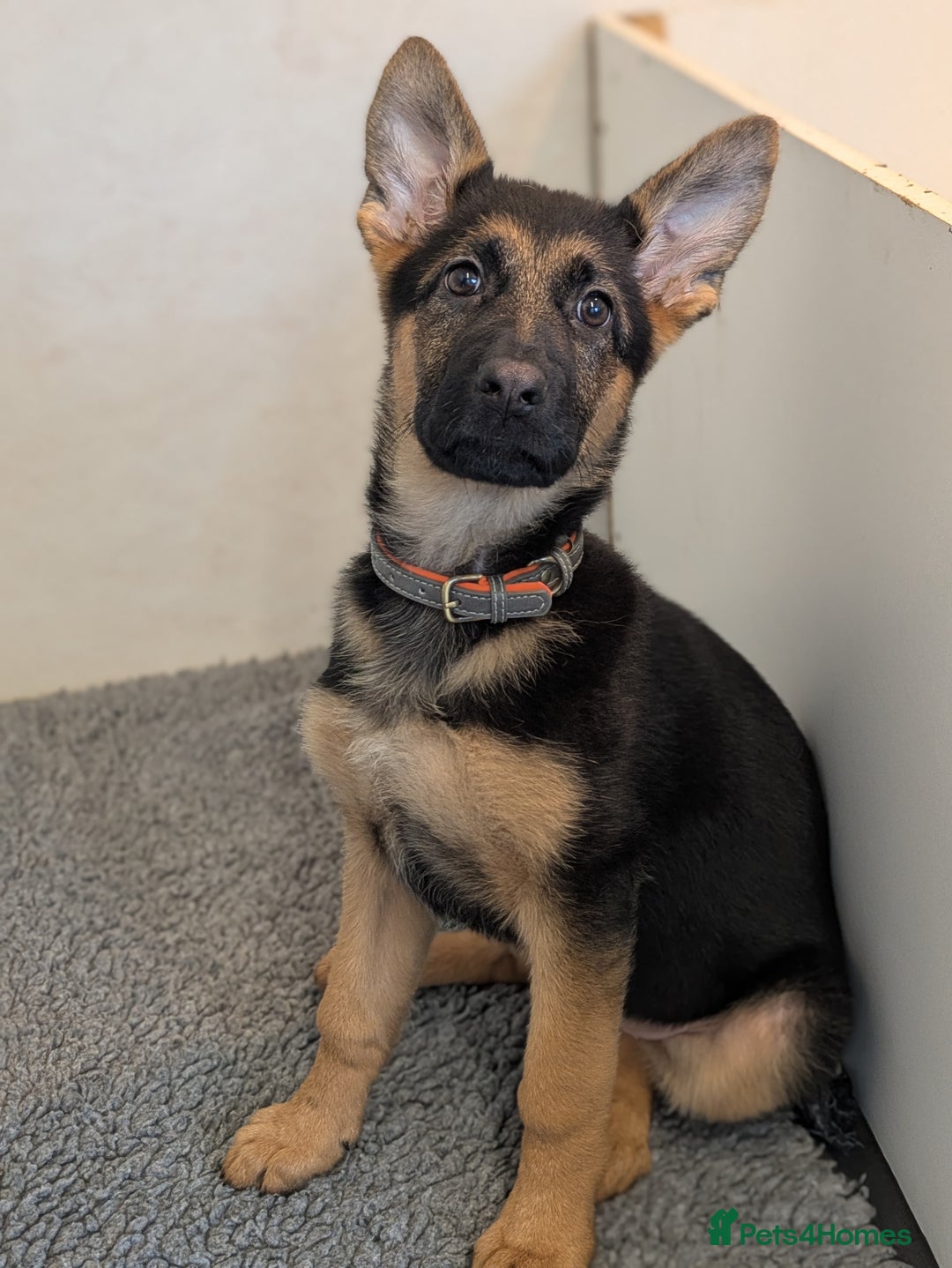 German Shepherd dogs for sale: KC Champion bloodline, Health tested, Female Puppy - Advert 2