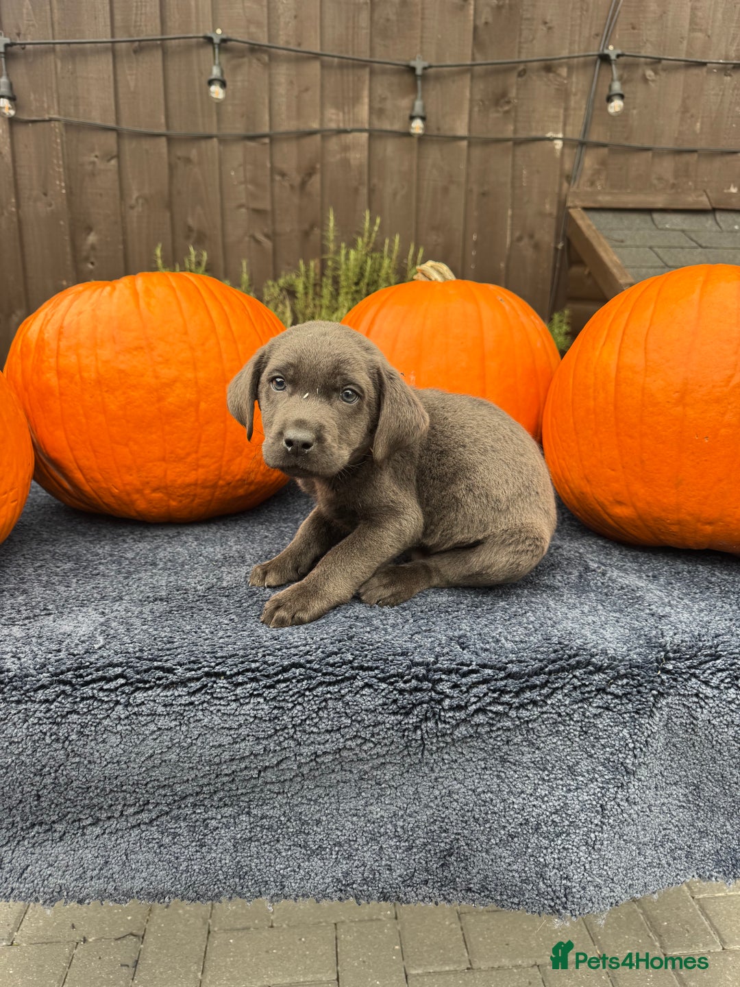 Labrador Retriever dogs for sale: stunning Lab Puppies Rare Colours & Family Raised - Image 18