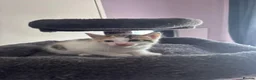 Mixed Breed cats for sale: Mainecoonx kittens  - Advert 6