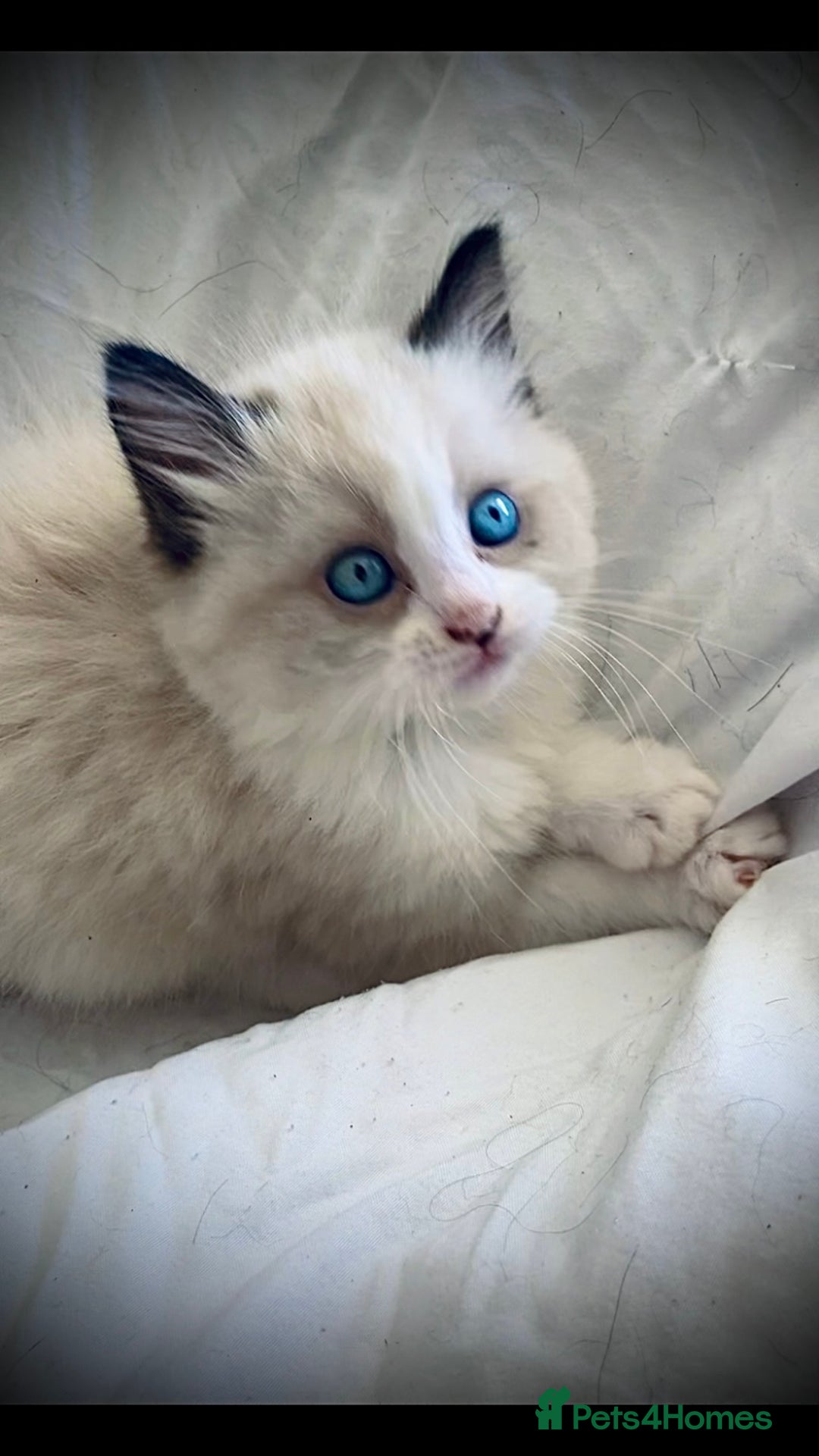Ragdoll cats for sale: Female Ragdoll kitten  - Advert 1
