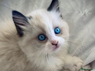 Ragdoll cats Female Ragdoll kitten - Advert 1
