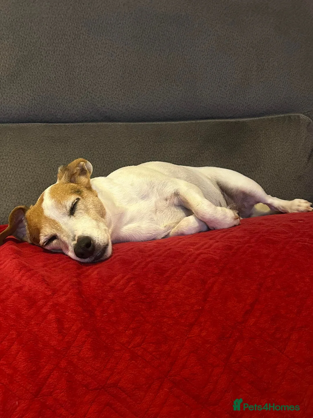 Jack Russell dogs for sale: 9 year old Jack Russell  - Advert 2
