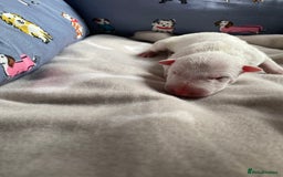 English Bull Terrier dogs for sale: English bull terrier puppy’s  - Image 26