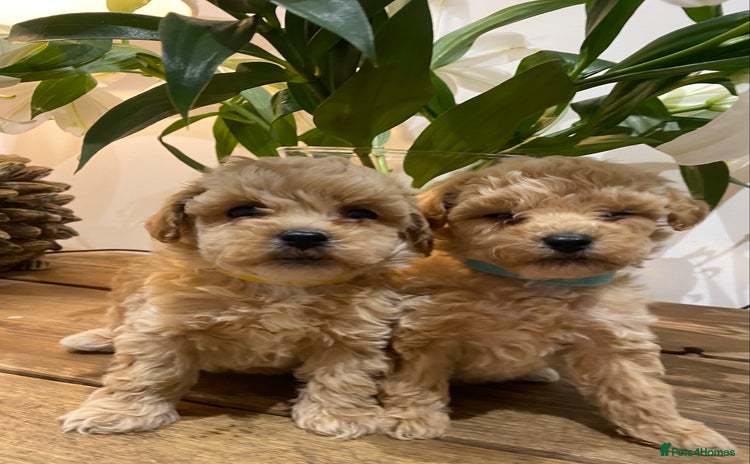 Poochon dogs - Advert 1
