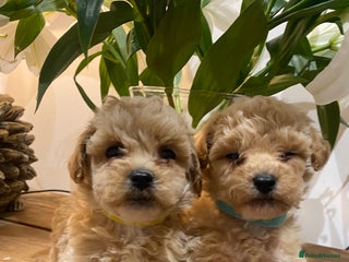 Poochon dogs - Advert 20