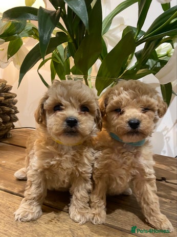Poochon dogs - Advert 1