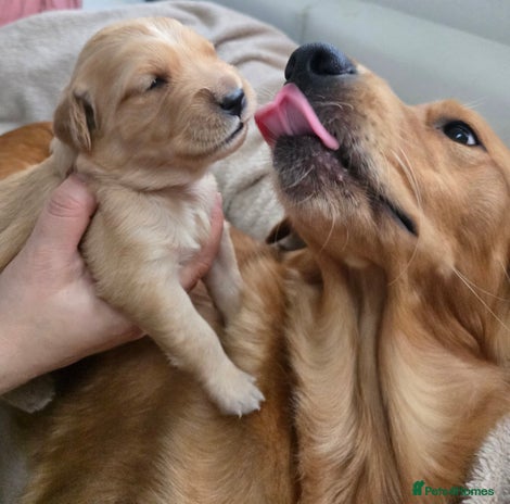 Golden Retriever dogs Golden retriver puppies ( left 2 boys only) - Advert 3