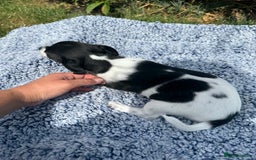 Jack Russell dogs for sale: 5 Available: Jack Russell Puppies. 2 Girls, 3 Boys - Image 18
