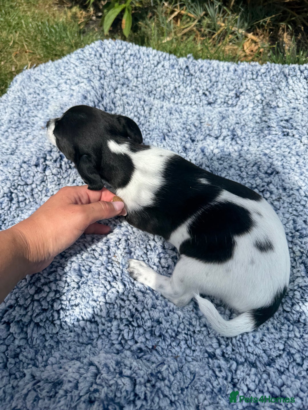 Jack Russell dogs for sale: 5 Available: Jack Russell Puppies. 2 Girls, 3 Boys - Image 18
