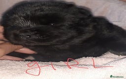 Chow Chow dogs for sale:  KC registered Chow Chow puppies for sale.🤗 - Image 23