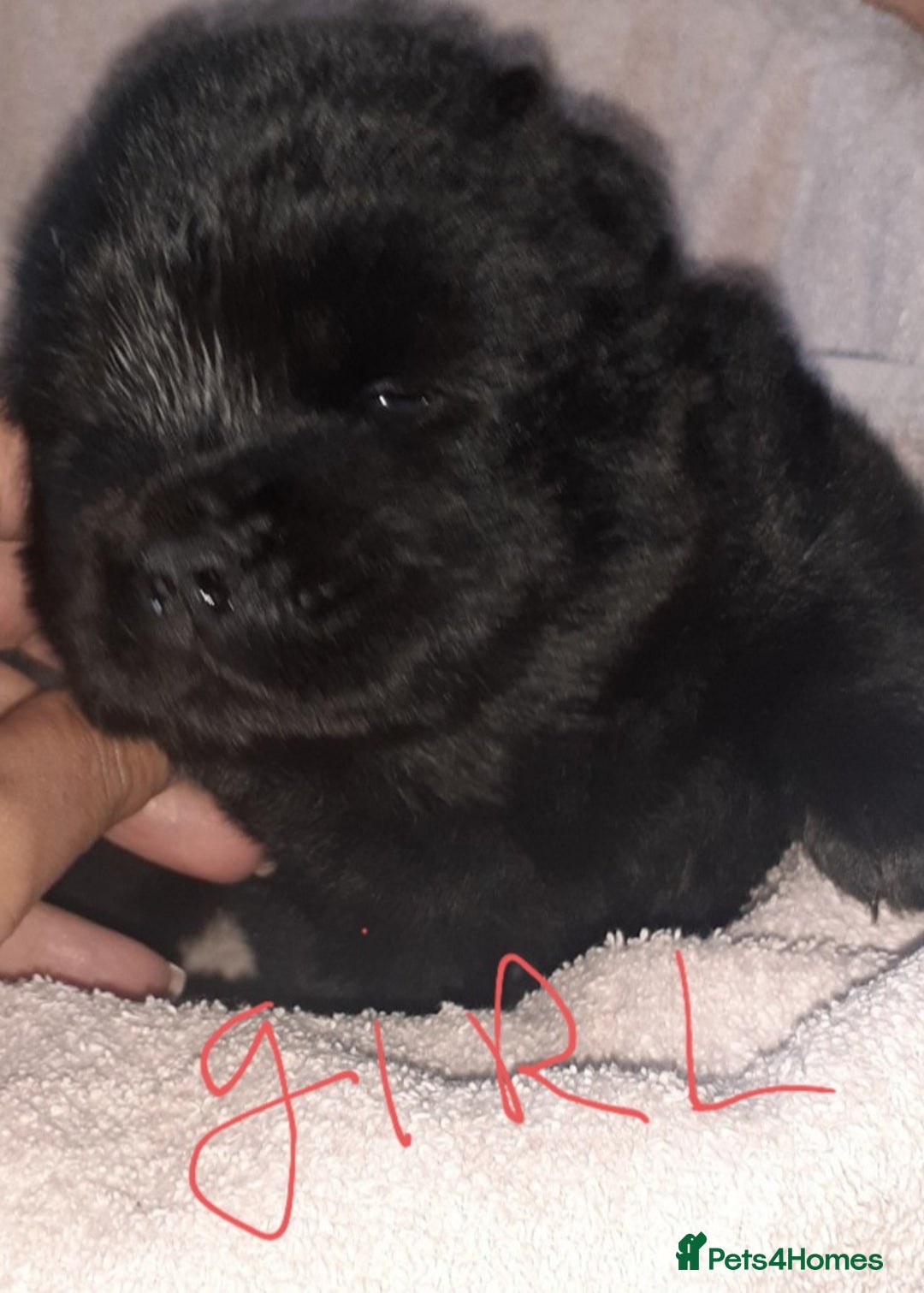 Chow Chow dogs for sale:  KC registered Chow Chow puppies for sale.🤗 - Image 23